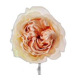 Rosa Centifolia